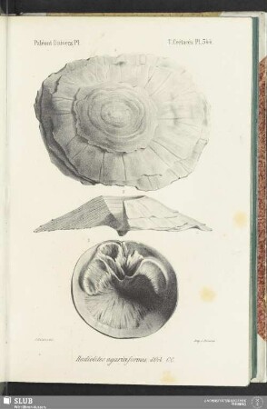 Pl. 544