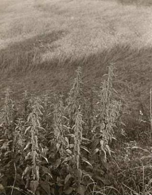 Große Brennnesseln (Urtica dioica)