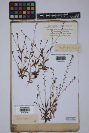 Myosotis scorpioides arvensis L.