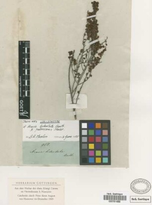 Acacia bidentata Benth.