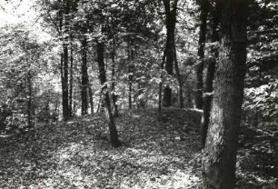 Niederung der Schwarzen Elster bei Falkenberg. NSG Schweinert (Schutzgebiet für Rest eines naturnahen Heidewaldes)