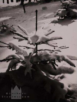 Kleine Tannenbäumchen im Schnee