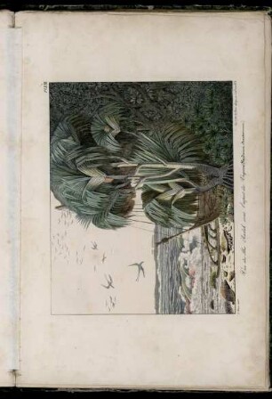 Pl. XIII. Vue des Iles Radak sous l'aspect du Vaquois