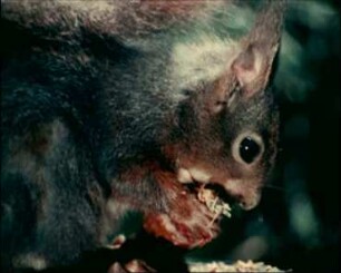 Sciurus vulgaris (Sciuridae) - Nahrungserwerb