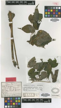 Pentapanax angelicifolius Griseb. [holotype]