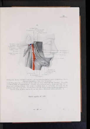 Nervi capitis et colli.