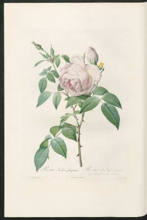 Rosa Indica fragrans. Rosier des Indes odorant. (vulg. Bengale à odeur de thé.) Langlois sculp.