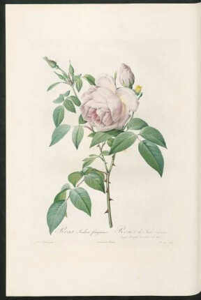 Rosa Indica fragrans. Rosier des Indes odorant. (vulg. Bengale à odeur de thé.) Langlois sculp.