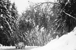 Hornisgrinde: Verschneite Birke beugt sich über die Straße; mit Auto