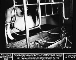 Bedienungsgrube einer WESTFALIA Melkstand-Anlage mit zwei nebeneinander angeordneten Boxen