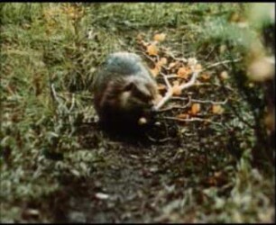 Castor canadensis (Castoridae) - Sammeln von Wintervorräten