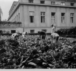 Verwundete im Lazarett bei der Gartenarbeit