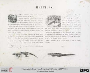 Reptiles