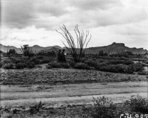 Landschaft bei Phoenix : Landschaft bei Phoenix.