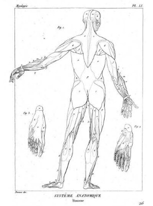 Pl. LI. Systême Anatomique. Homme.