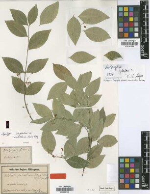 Malpighia glabra L. var. typica Nied.