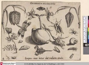 [Insekten, Pflanzen und Früchte mit kleinem Skorpion]