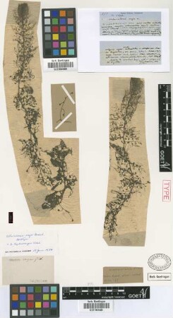 Utricularia vaga Griseb. [type]