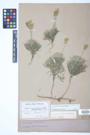 Diphasiastrum tristachyum (Pursh) J. Holub