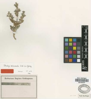 Stachys mucronata Sieber ex Spreng. [type]