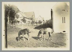 Fohlen Garten vorm Gutshof