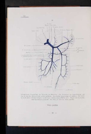 Vena portae.