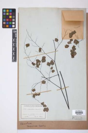 Adiantum tenerum Sw.