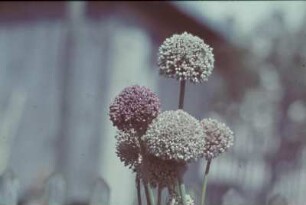 Doldige Blütenstände einer Lauch-Art (Allium)