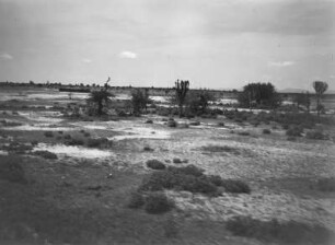 Savanne : Eine Savannenlandschaft in Tansania.