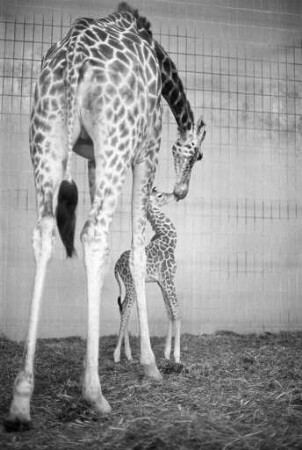 Nachwuchs bei den Giraffen im Karlsruher Zoo