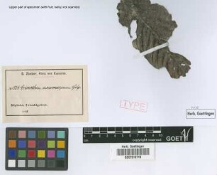 Eriocoelum macrocarpum Gilg ex Radlk. [syntype]
