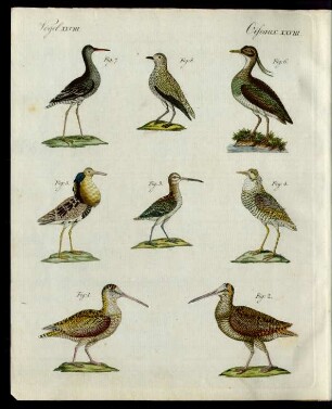 Merkwürdige Sumpf-Vögel.