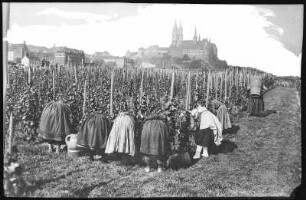 Meißen. Meißner Weinlese mit Winzerinnen