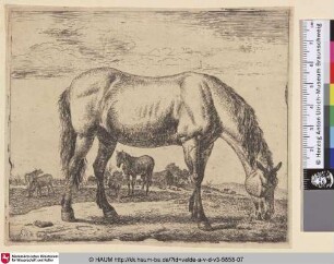 [Grasendes Pferd; Grazing Horse]