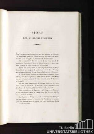 Fiore del ciliegio proprio