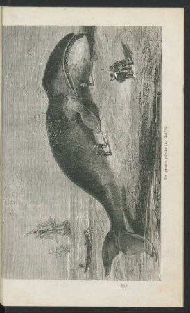 Tafel: Der gemeine grönländische Walfisch.