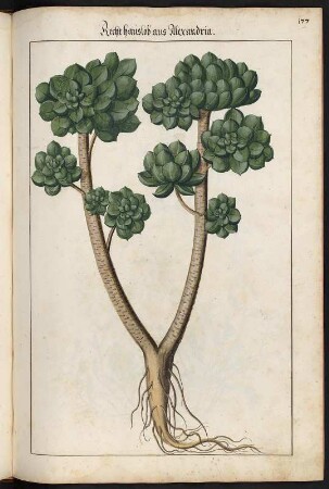 Recht hauslob aus Alexandria : Recht hauslob aus Alexandria, Hauslob (Aeonium) fol. 177 recto aus: Kentmann, Johann: Kreutterbuch. 1563. Dresden: SLUB Mscr.Dresd.B.71