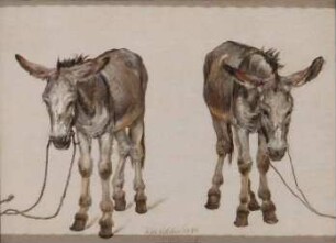 Studie zweier Esel