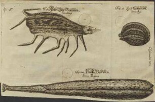Illustration 30: Observatio VII. Fig. 7; Fig. 9; Fig. VIII
