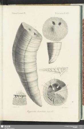 Pl. 529