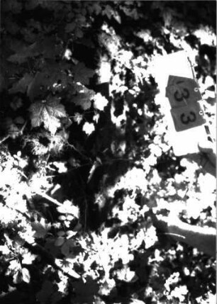 Grabstein 33 (Index: 100105606) Material: Sandstein Zustand: gespalten, nur Sockel erhalten Beschreibung: Sockel: Grabstein 33