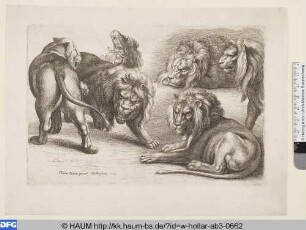 Fünf Löwen und eine Löwin