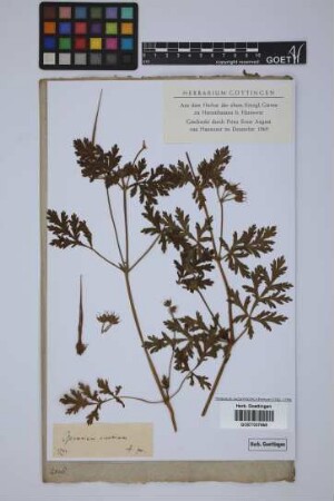 Geranium ciconium L.