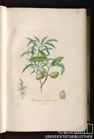 Pl. VII. Amandier à feuilles de saule.