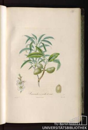 Pl. VII. Amandier à feuilles de saule.