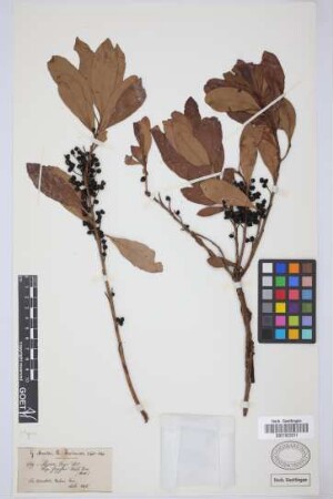 Myrica faya (Dryand.) Ait.