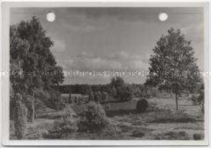 Lüneburger Heide,Heideland am Waldesrand