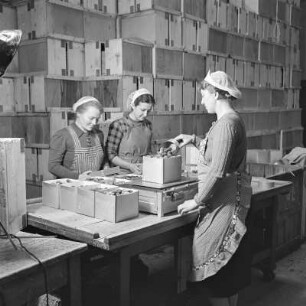Konservenfabrik Vauka in Bramsche, Frauen füllen Pflaumen in Konserven