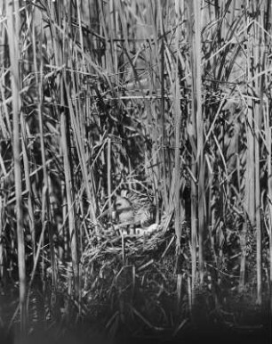 Wasserralle : Wasserralle (Rallus aquatioris Linnaeus) auf dem Nest.