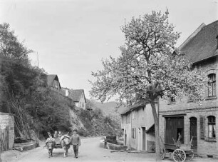 Straße mit Kuhgespann im Steeger Ortsteil Nauheim